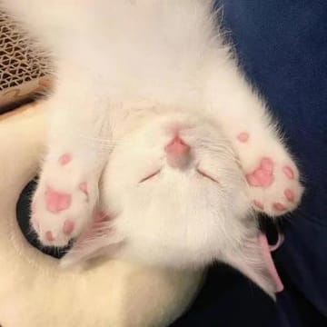 Ảnh đại diện của Anh Khoa